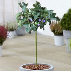 Ficus Brown Turkey Patio Tree
