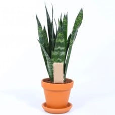 Sansevieria Black Coral - Snake Plant
