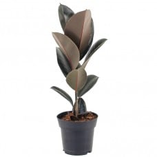 Ficus Abidjan - Rubber Plant
