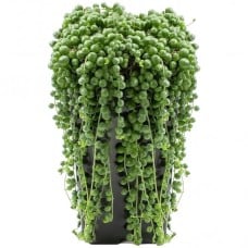 Senecio Rowleyanus - 20-30cm (Incl. Pot)