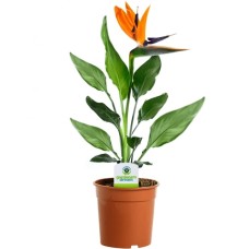 Strelitzia reginae