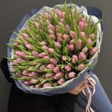 101 pink tulips