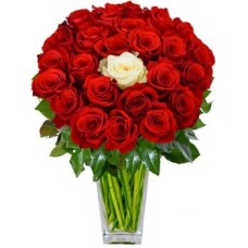 49 Red Roses And 1 White Rose