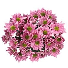 Bouquet Of Flowers 5 Spray Pink Сhrysanthemums Atlantis