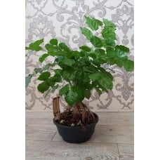 Potted Plant Radermachera