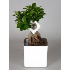 Potted Plant Ficus Ginseng