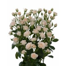 Round Bouquet Of 5 White Majolika Spray Roses
