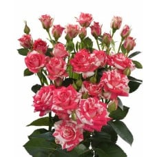 Round Bouquet Of 5 Peony Dark Pink Spray Roses