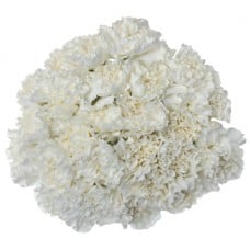 Bouquet Of 15 White Carnations Delphy