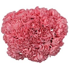 Bouquet Of 15 Pink Carnations Bene