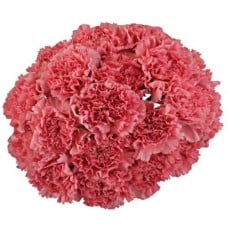 Bouquet Of 15 Pink Carnations Betsy