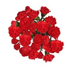 Bouquet Of 15 Red Spray Carnations