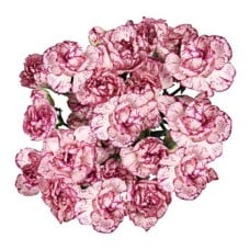 Bouquet Of 9 Purple Spray Carnations Puya