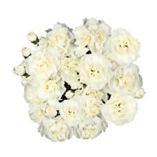 Bouquet Of 9 White Spray Carnations Juanita