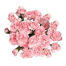 Bouquet Of 15 Pink Spray Carnations