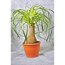 Nolina Potted Plant