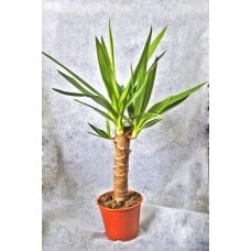 Potted Plant Yucca