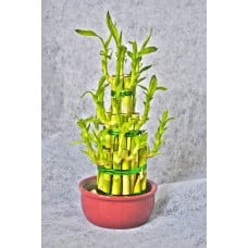Potted Plant Bamboo