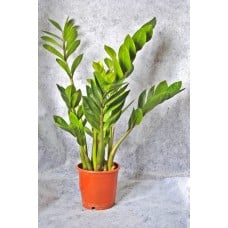 Potted Plant Zamioculcas