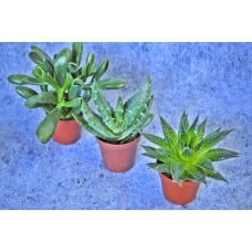 Potted Plants Succulents