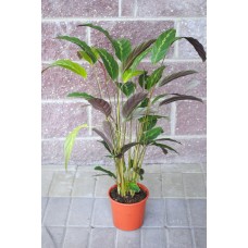 Potted Plant Calathea