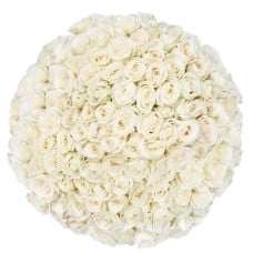 100 Premium white Roses | Grower