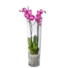 Pink orchid in vase