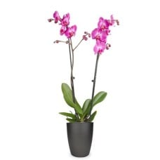 Pink orchid