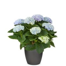 Magical Hydrangea blue