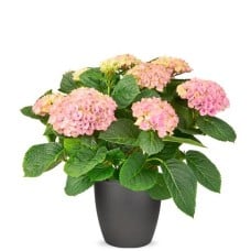 Magical Hydrangea pink
