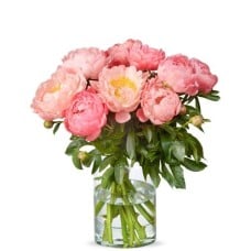 10 Cream colored peonies