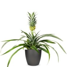 Pineapple plant