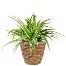 Spider plant