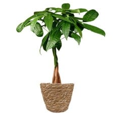 Money tree | Pachira Aquatica 50cm