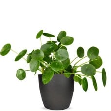 Pancake Plant