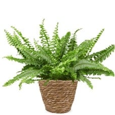 Curly Fern H40
