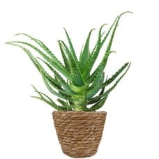 Aloe arborescens | Succulent plant
