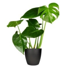 Monstera plant