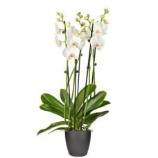 White Butterfly Orchid 4-branch