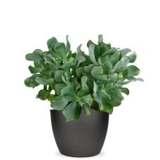 Crassula arborescens