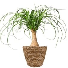 Elephant's foot | Beaucarnea 60 cm