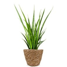 Sanseveria kirkii friends H50