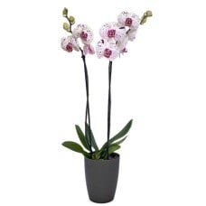 Purple spotted orchid