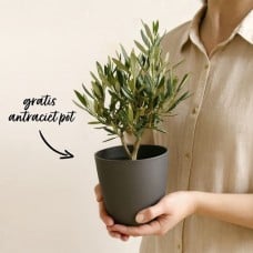 Olive tree shrub 35cm + free pot