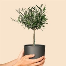Olive tree 50cm + free plant pot