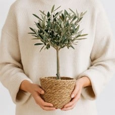Olive tree 50cm + free basket