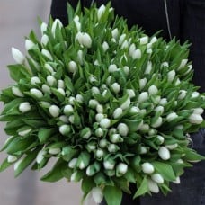 Large bunch of white tulips XL (Small)