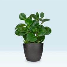 Rubberplant | Peperomia obtusifolia
