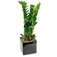 Send Zamioculcas As Blombud