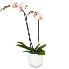 Send Pink Orchid With Pot Blombud